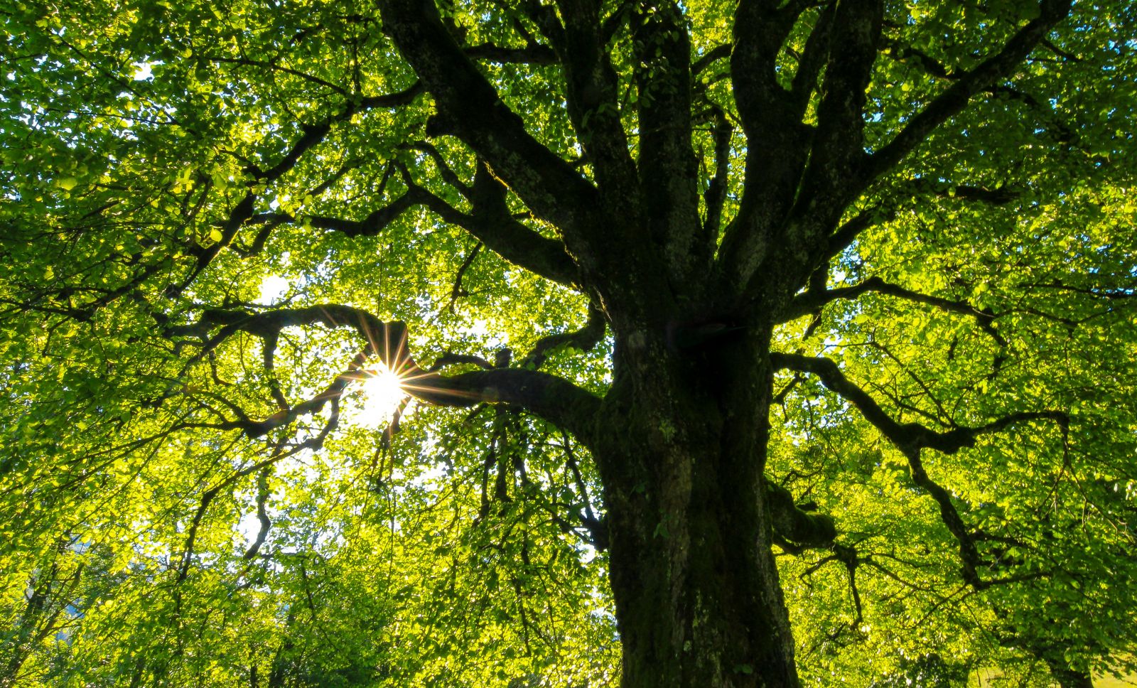 CONTE MUSICAL "L'ARBRE DE VIE"