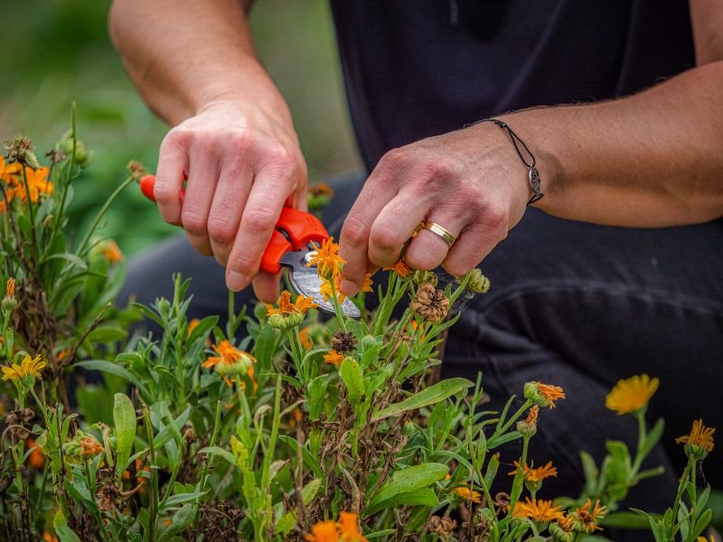 ANIMATION : LES FLEURS DE NOS CAMPAGNES