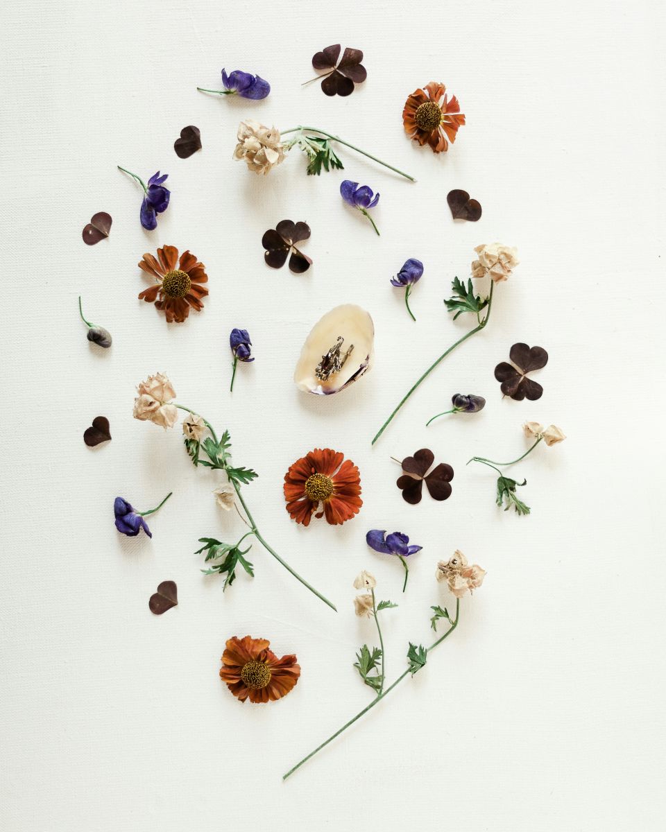 SORTIE PLANTES MEDICINALES DE LA SAINT JEAN