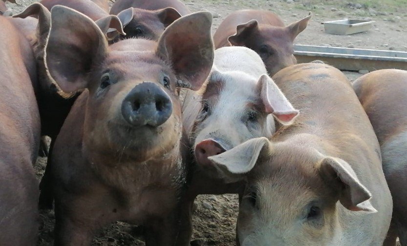 BIENVENUE À LA FERME