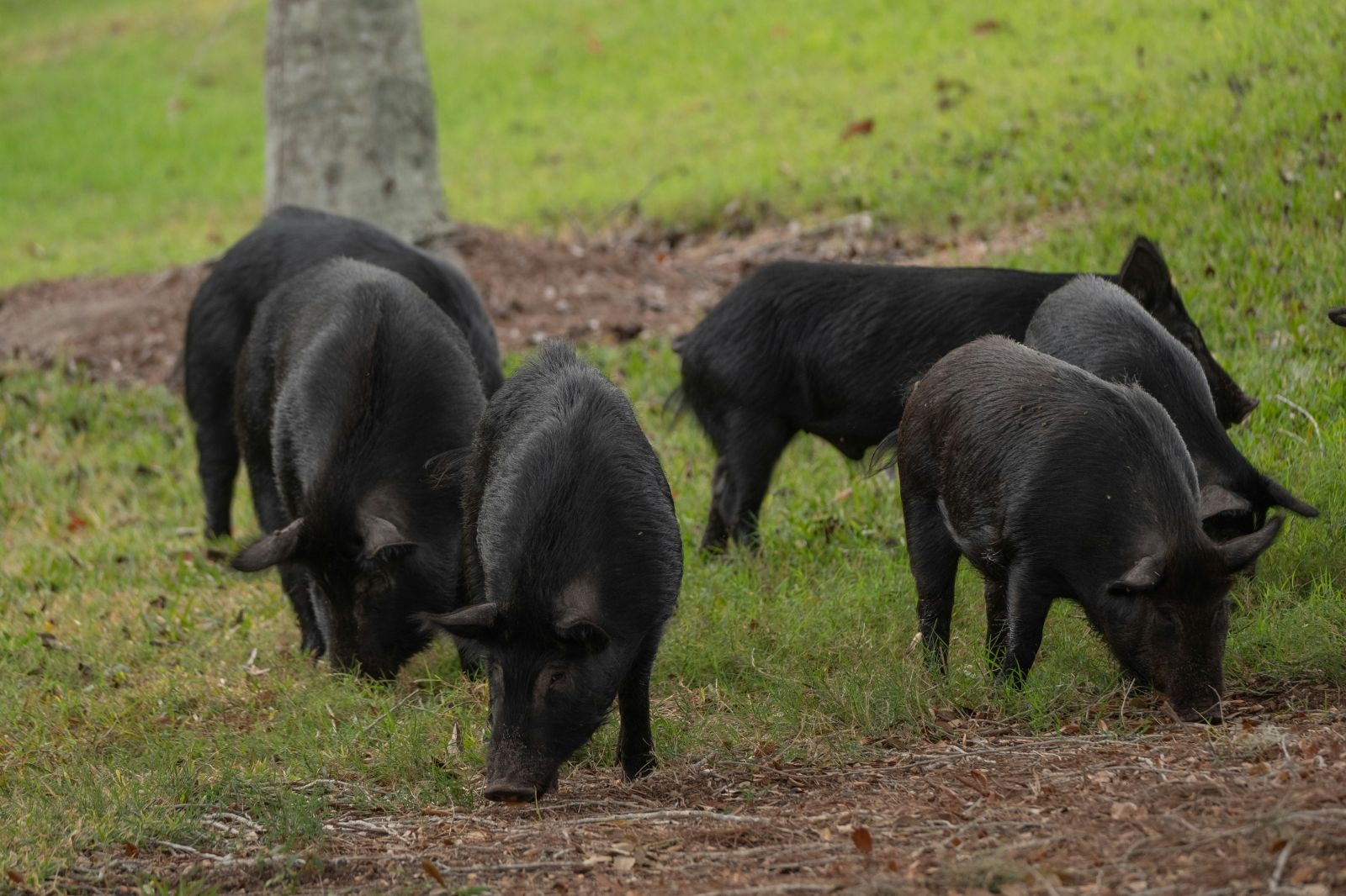 FERME EN FETE : LES PORCS DU COTEAU DE CHARLAS