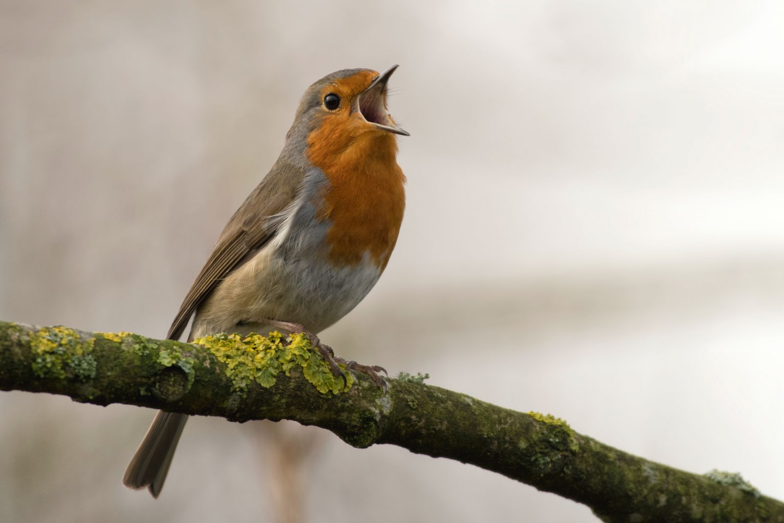 SORTIE CHANT D'OISEAU