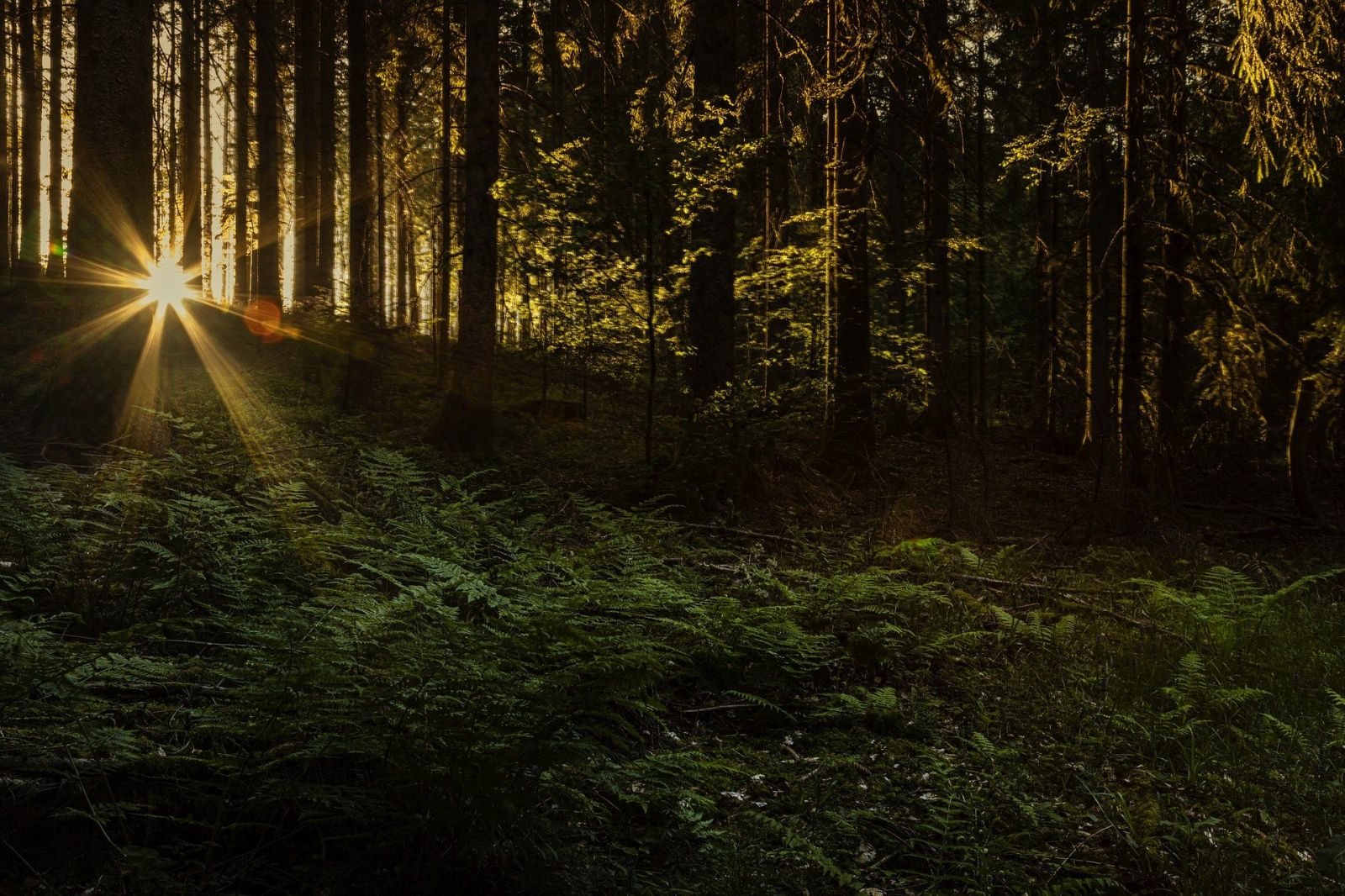 FÊTE DE LA FORÊT DES SOURCES DU TOUCH