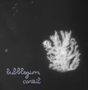 CONCERT - BUBBLEGUM CORAIL