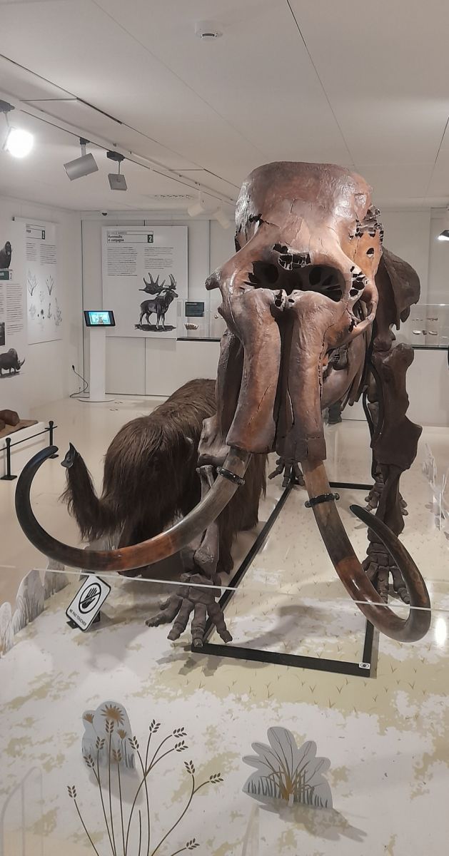 VISITE EXPOSITION "UN TEMPS DE MAMMOUTH"