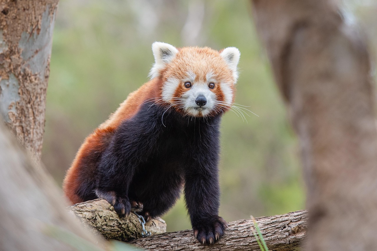 EXPOSITION D'ANIMAUX EN VOIE D'EXTINCTION
