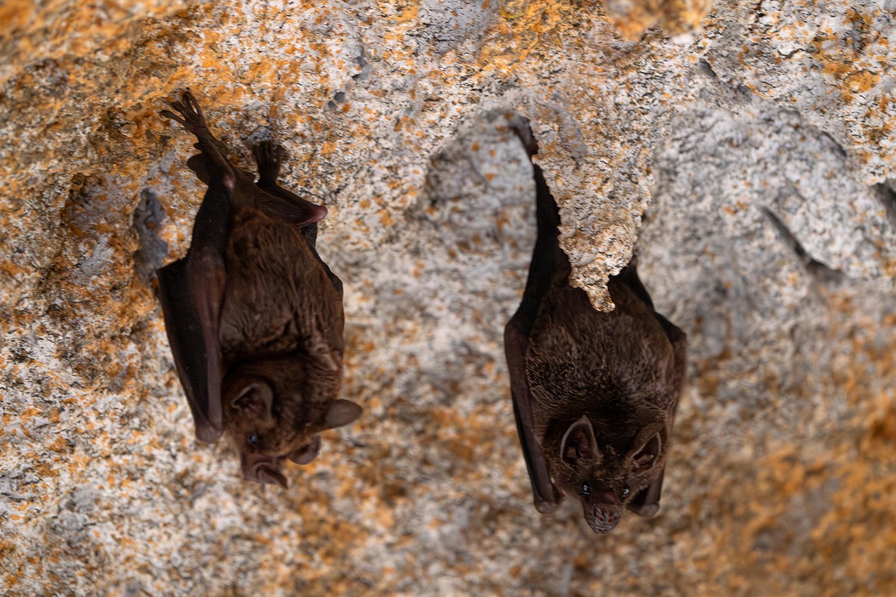 LA NUIT INTERNATIONALE DE LA CHAUVE SOURIS 2025