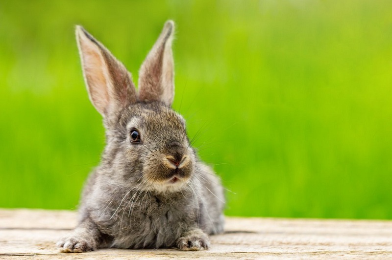 MÉDIATION ANIMALE : LAPIN (0/3 ANS)