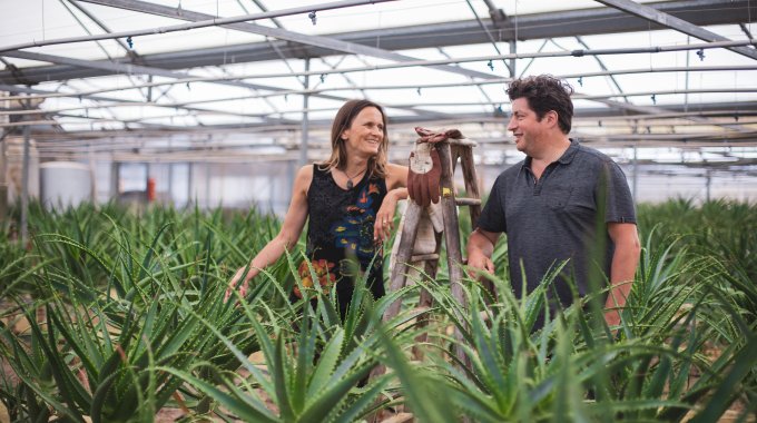 VISITE DE LA PLANTATION D'ALOE ARBORESCENS BIO