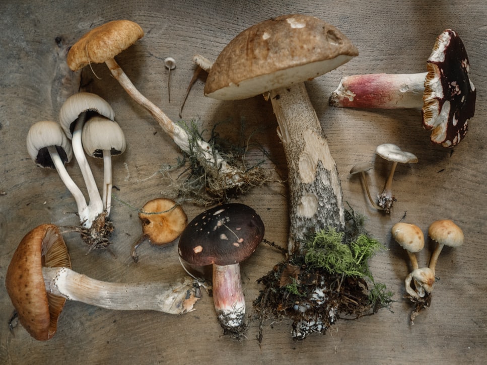 EXPOSITION DE CHAMPIGNON
