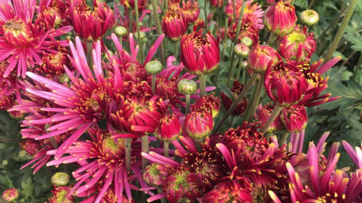 PROJECTION LA FERME FLORALE DE CAMILLE