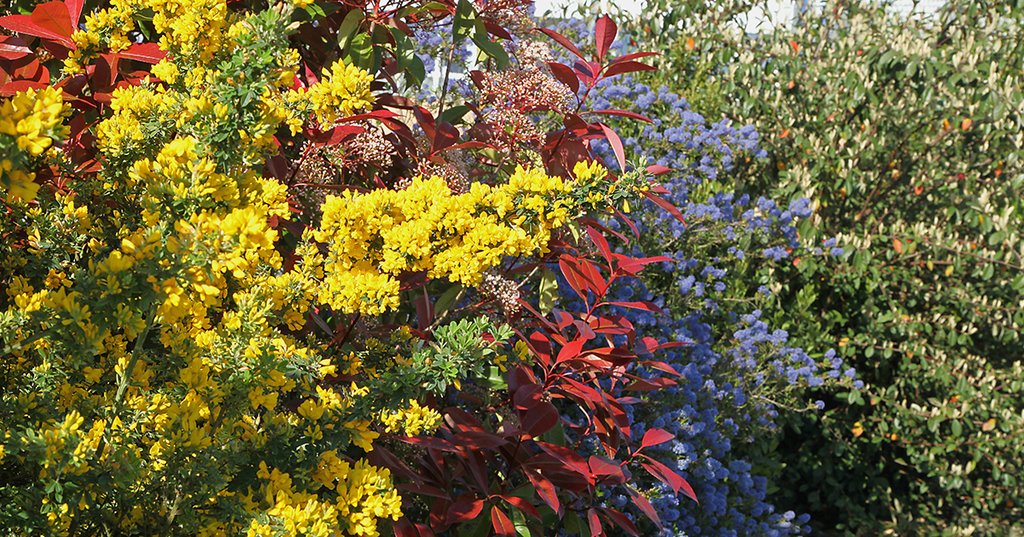 ATELIER "REPENSER SA HAIE POUR MOINS LA TAILLER"