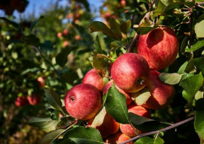CONFÉRENCE - "DANS LE SILENCE DU VIRIDARIUM :  ...