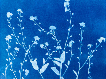 ATELIER CYANOTYPE AU MUSEE DU BOIS