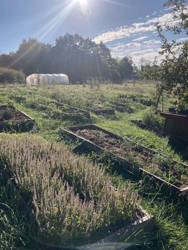 ATELIER PLANTES SAUVAGES COMESTIBLES
