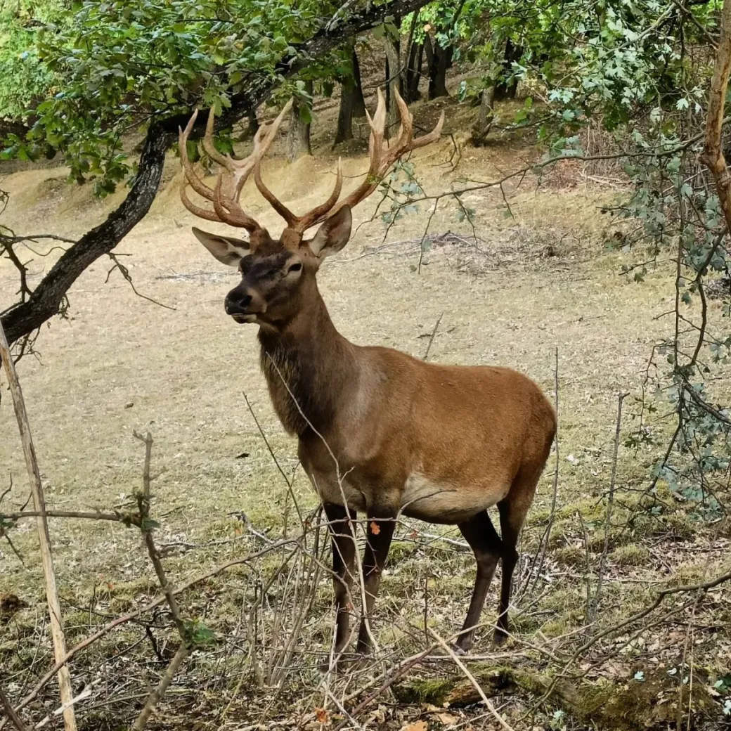 Soirées Brame du Cerf ...