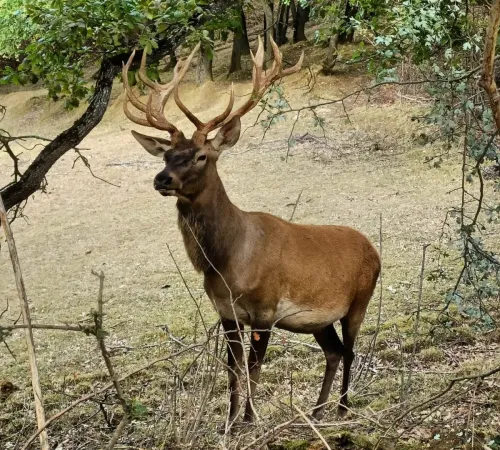 Soirées Brame du Cerf - Le rendez-vous sauvage de l'automne