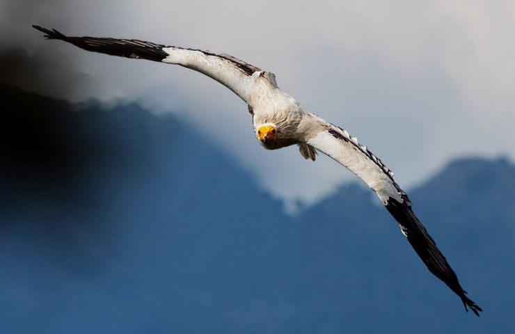 Donjon des Aigles