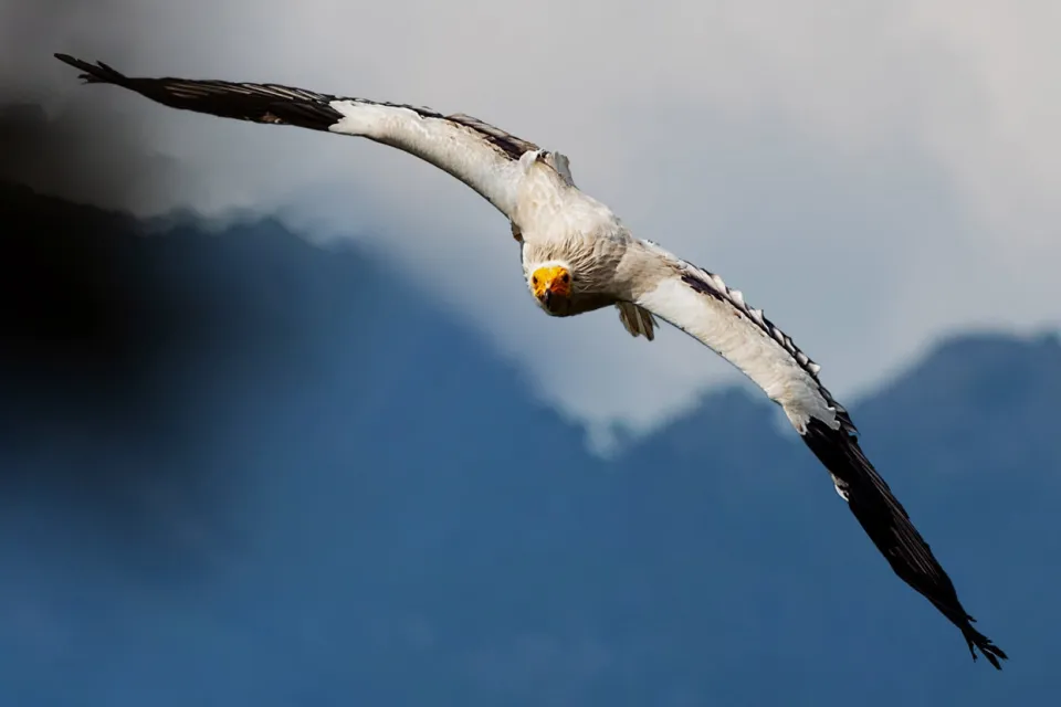Donjon des Aigles