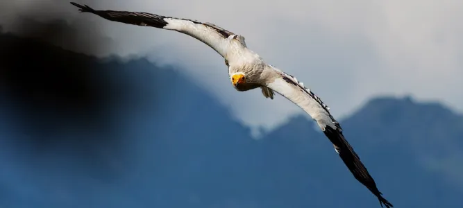 Donjon des Aigles
