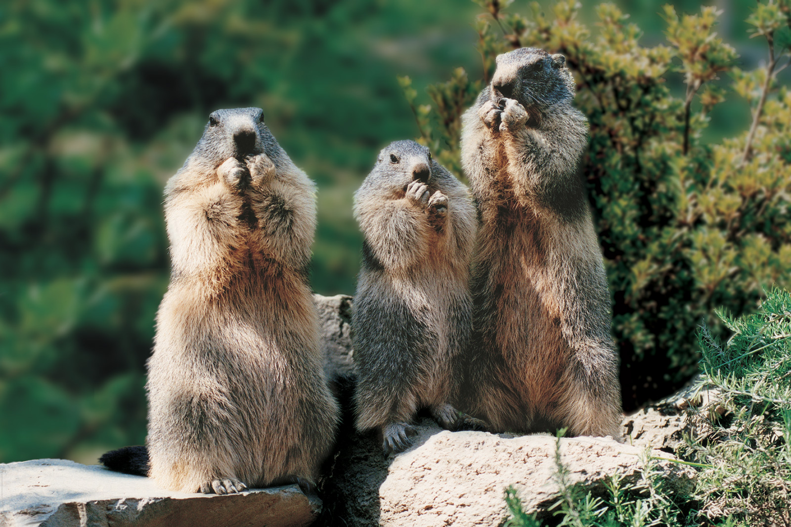 Parc Animalier des Pyrénées