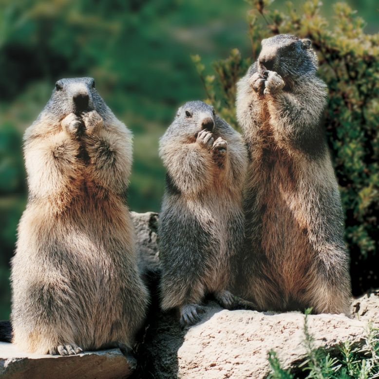 Animal Park of the Pyrenees