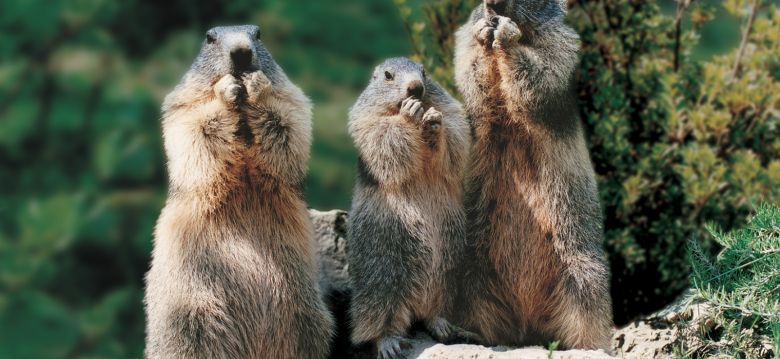 Animal Park of the Pyrenees