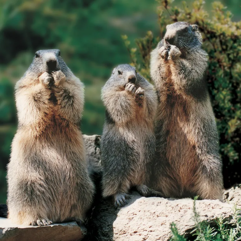 Parc Animalier des Pyrénées