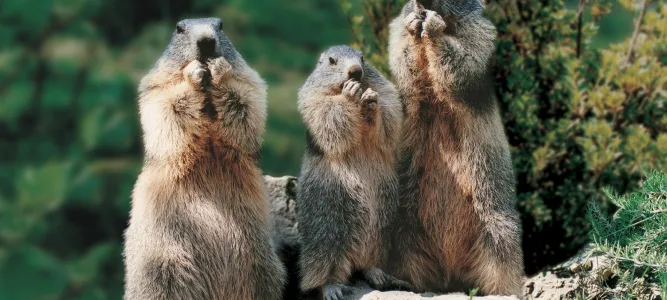 Parc Animalier des Pyrénées