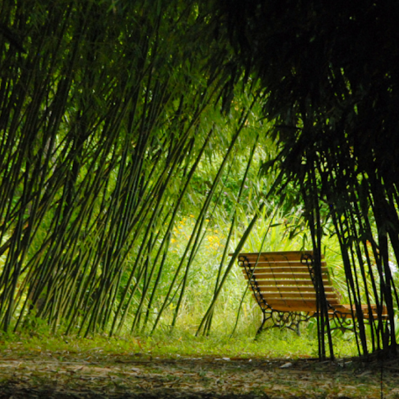 Parc aux bambous
