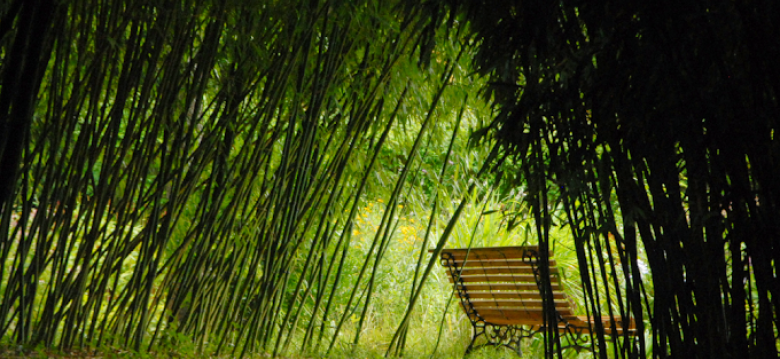 Parc aux bambous