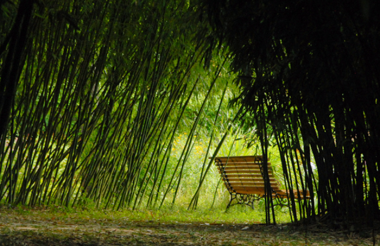 Parc aux bambous