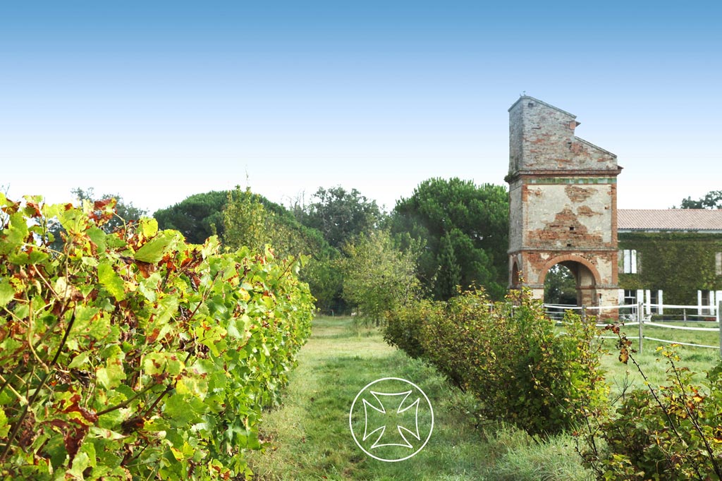 Fronton vineyard
