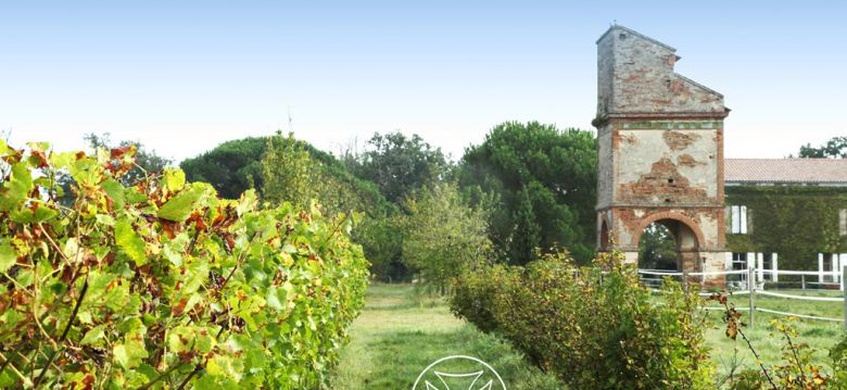 Vignoble de Fronton