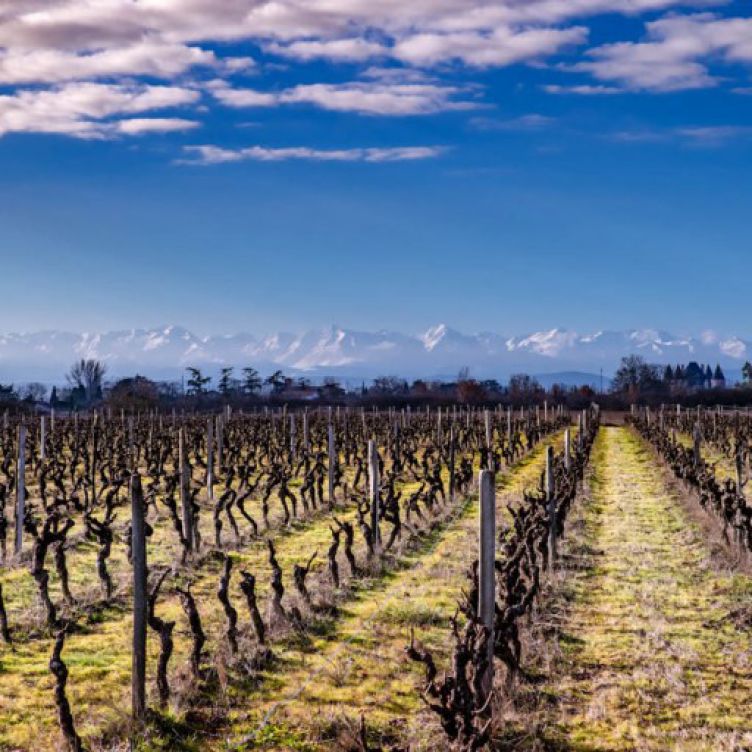 Domain of Cadeillac - Comminges' excellent wine production