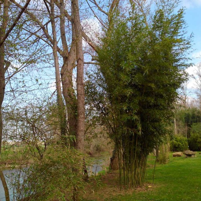 Parc aux Bambous