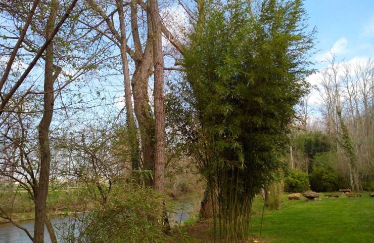 Parc aux Bambous