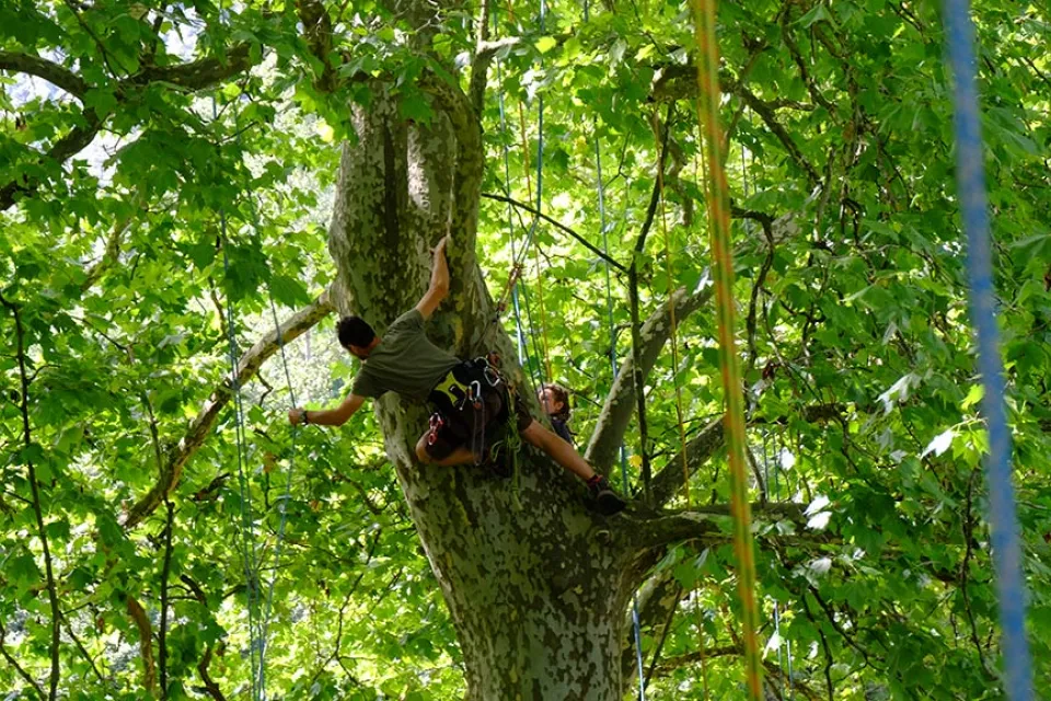 Haut Perché Grimpe d'Arbres