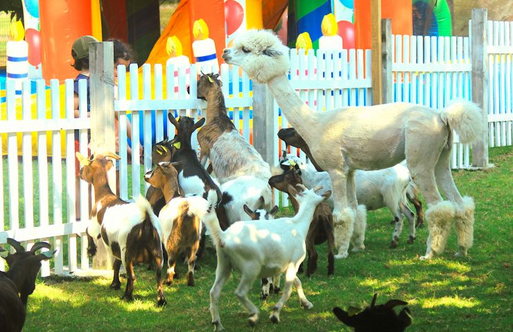 Bon'Air Farm