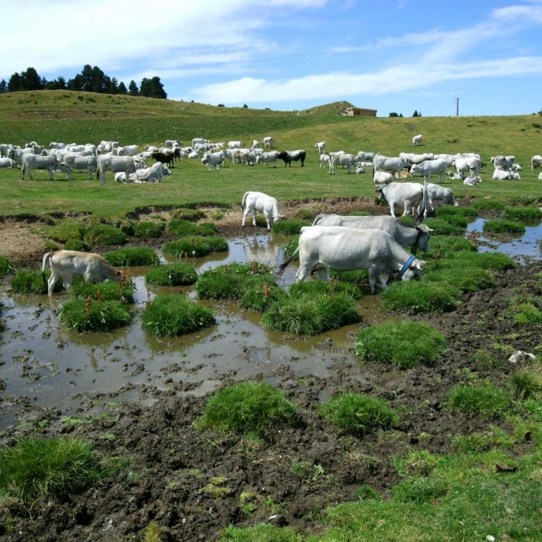 Beille mountain plateau