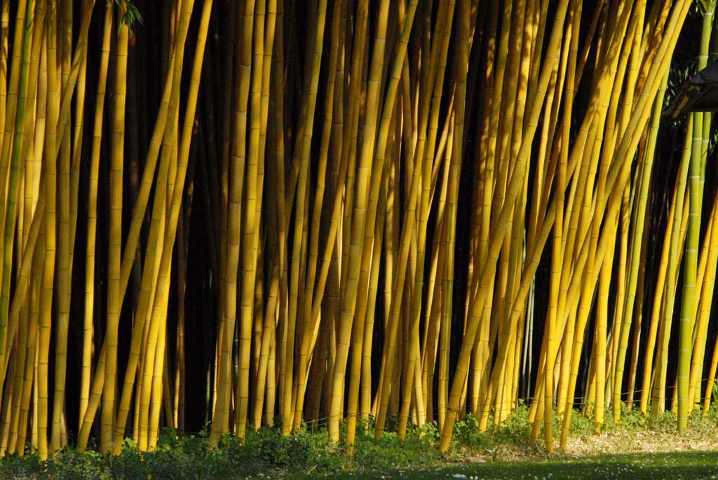 Parc aux Bambous
