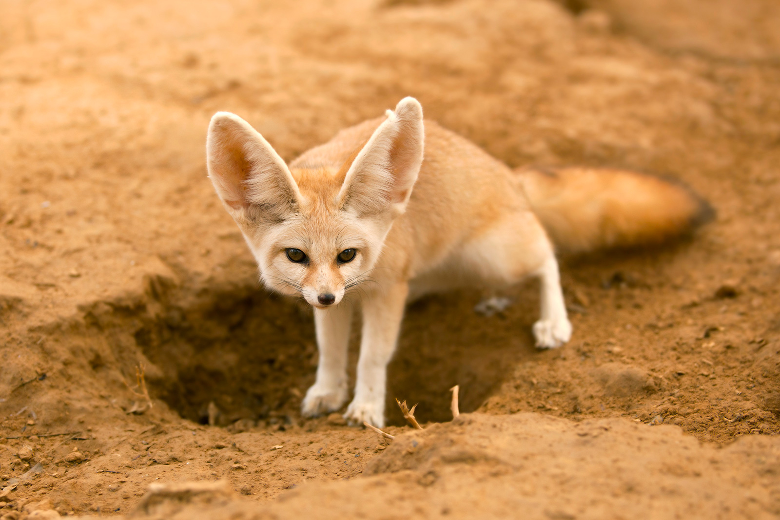 Parc Animalier des Pyrénées