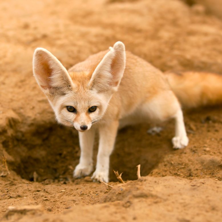 Animal Park of the Pyrenees
