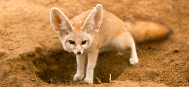 Animal Park of the Pyrenees
