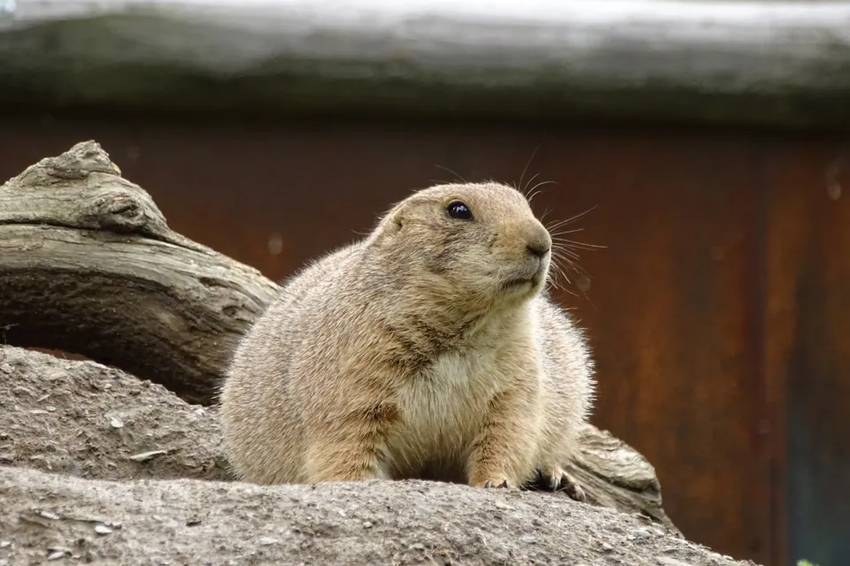 Parc Animalier des Pyrénées