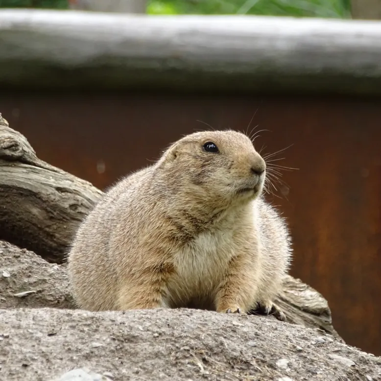 Parc Animalier des Pyrénées