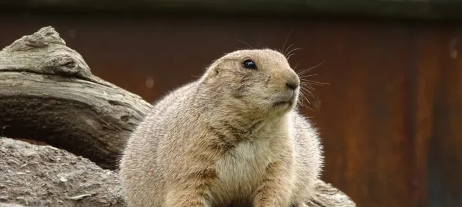 Parc Animalier des Pyrénées