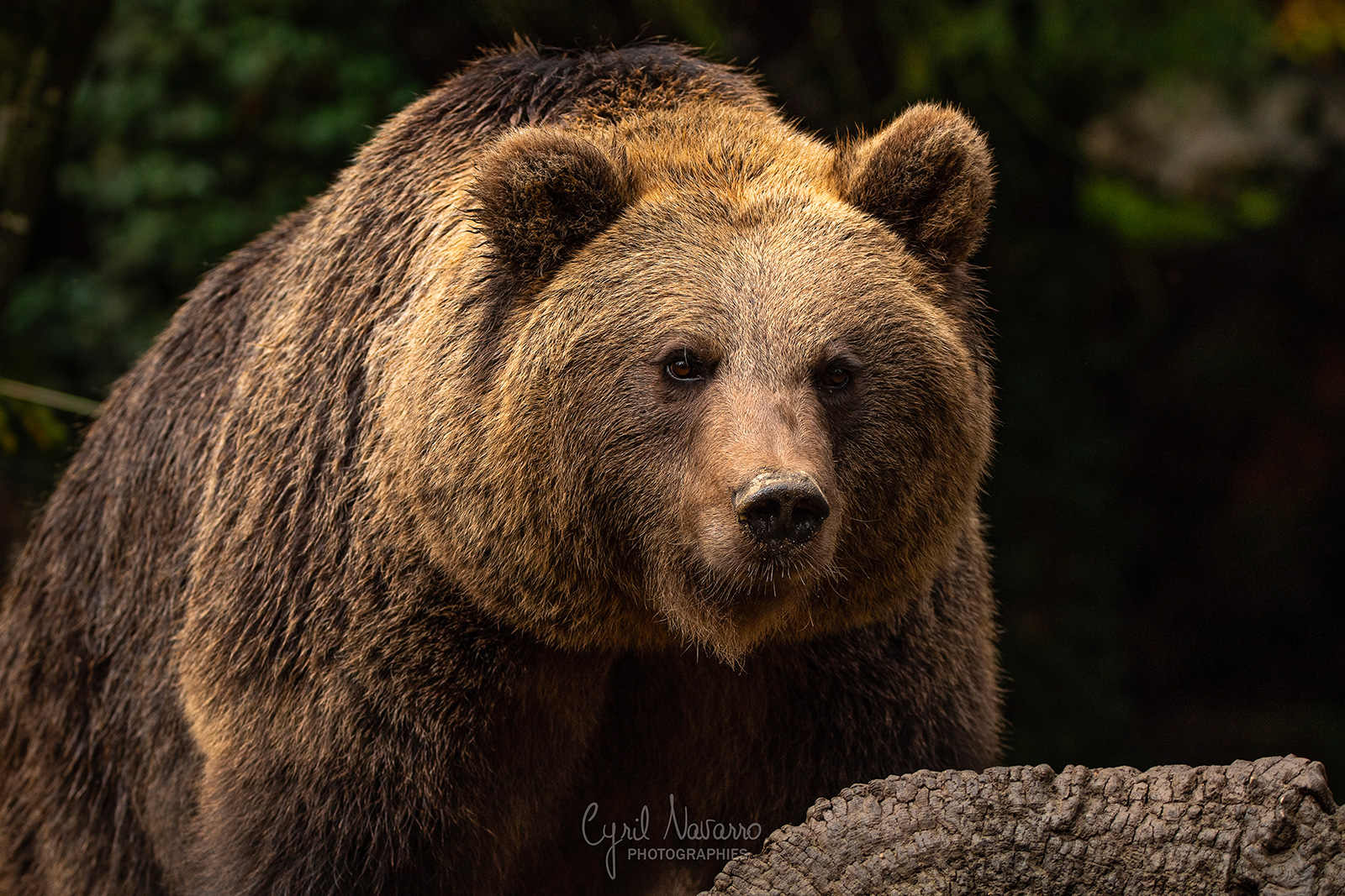 Parc Animalier des Pyrénées