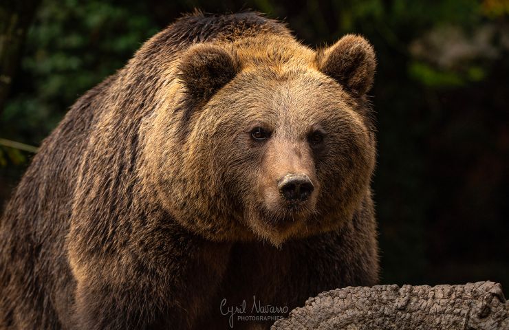 Animal Park of the Pyrenees