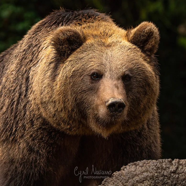 Parc Animalier des Pyrénées